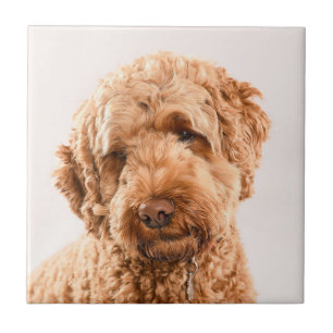 Carreau Portrait de Goldendoodle Studio