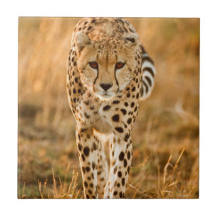 Carreau Portrait de guépard (Acinonyx Jubatus), Maasai