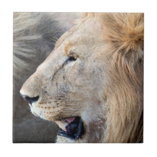 Carreau Portrait de Lion
