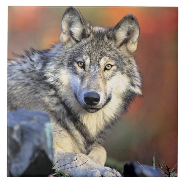 Carreau Portrait de loup (Devant)