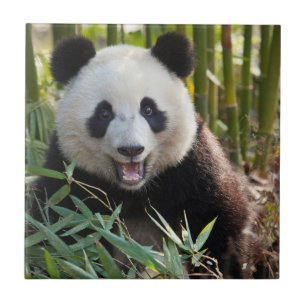 Carreau Portrait de panda souriant