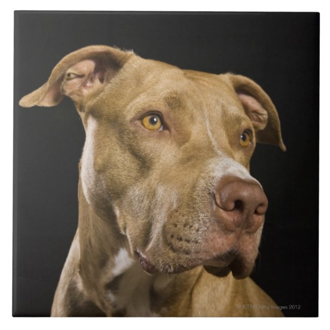 Carreau Portrait de pitbull rouge de nez avec le noir (Devant)