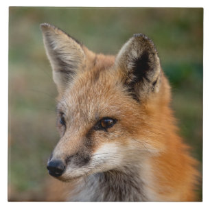 Carreau  Portrait de renard       
