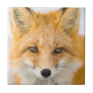 Carreau Portrait de renard roux