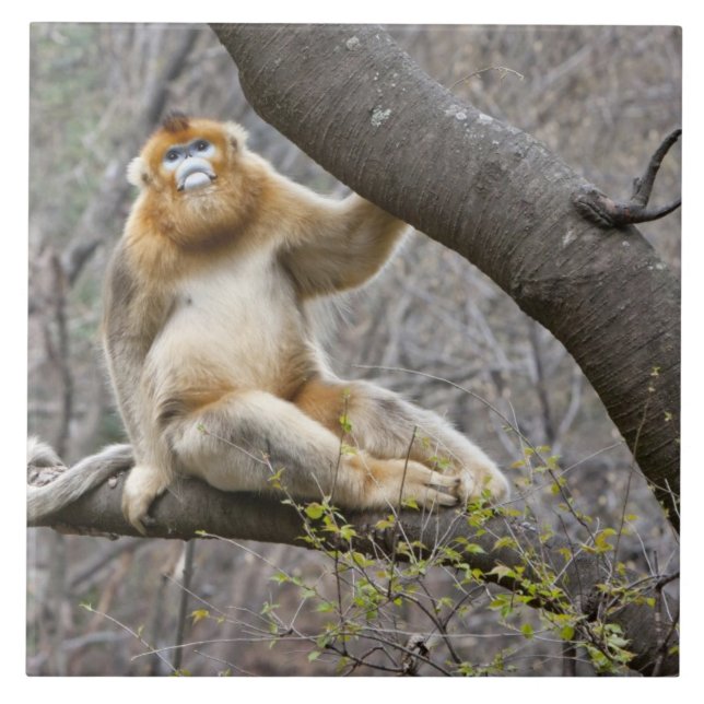 Carreau Portrait de singe doré mâle dans un arbre (Devant)