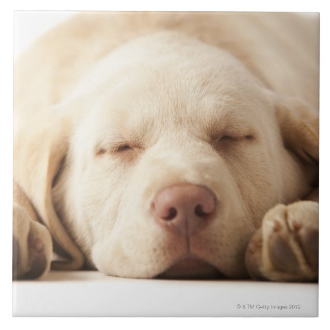 Carreau Portrait de studio de labrador retriever jaune (Devant)
