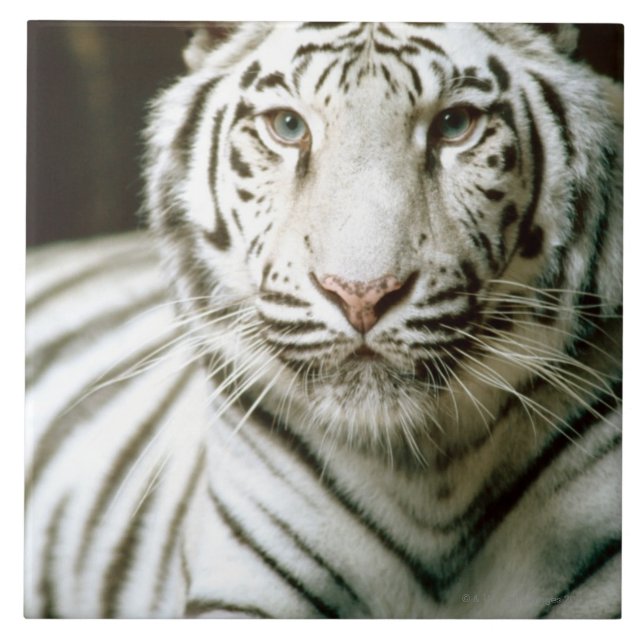Carreau Portrait de tigre (Devant)