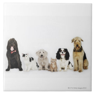 Carreau Portrait des chats et des chiens se reposant