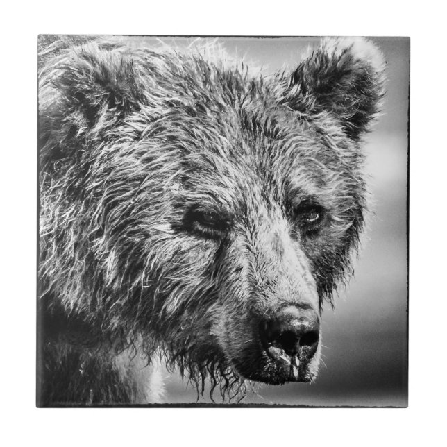 Carreau Portrait d'ours grizzli (Devant)