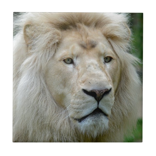 Carreau Portrait du lion blanc (Devant)