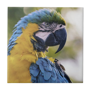 Carreau Portrait du profil de la perroquet macaw