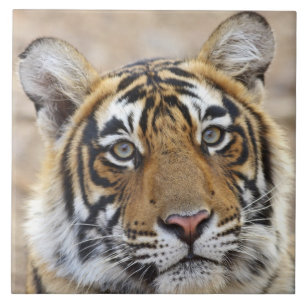 Carreau Portrait du Tigre royal du Bengale, Ranthambhor