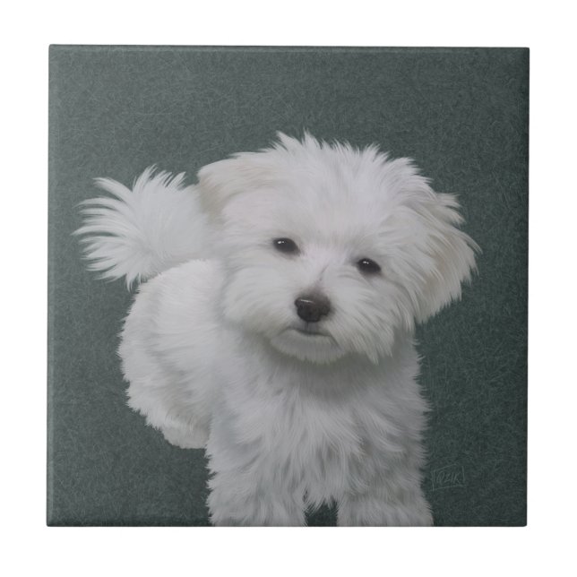 Carreau Portrait d'un petit chien blanc (Devant)