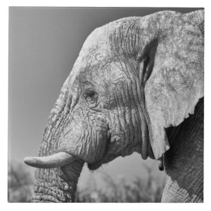 Carreau Portrait éléphant
