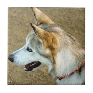 Carreau Portrait Husky