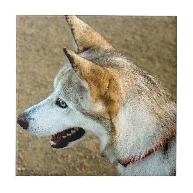 Carreau Portrait Husky (Devant)