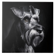Portrait monochrome de Schnauzer