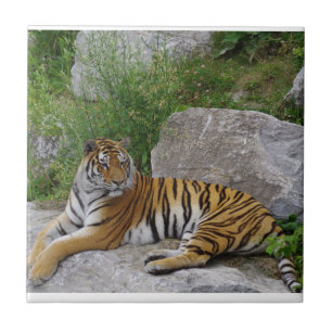 Carreau Portrait photo d'un tigre de Sibérie