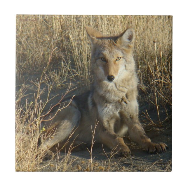 Carreau Pose du coyote R15 (Devant)