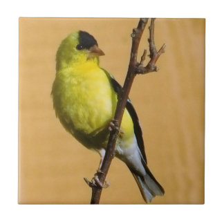 Carreau Pose Goldfinch
