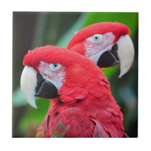 Carreau Poster coloré de perroquets de macaw