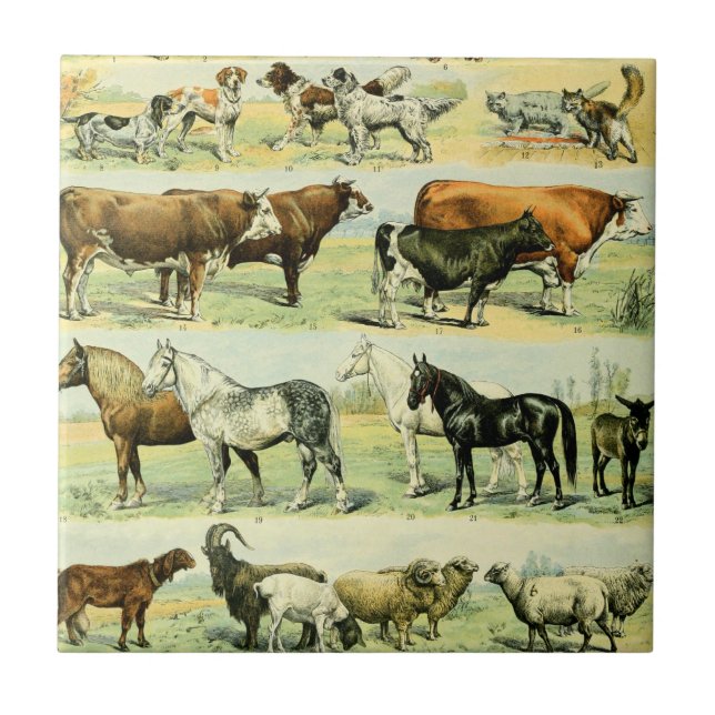 Carreau Poster de animal agricole Vintage (Devant)