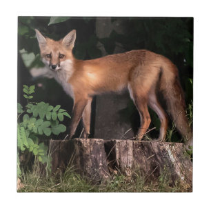 Carreau Poster Red Fox