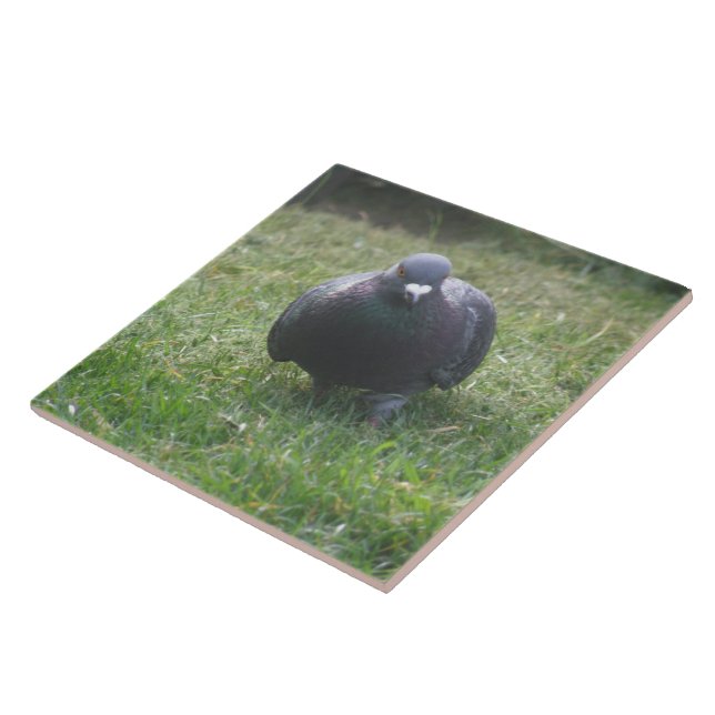 Carreau Poster une tuile de pigeon (Côté)