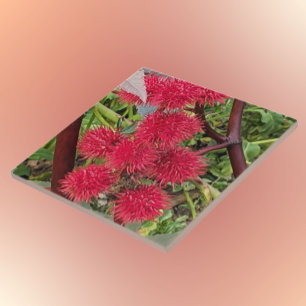 Carreau Pots Plantes Red Castor Bean