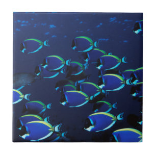 Carreau Poudre de l'école Bleu Surgeonfish