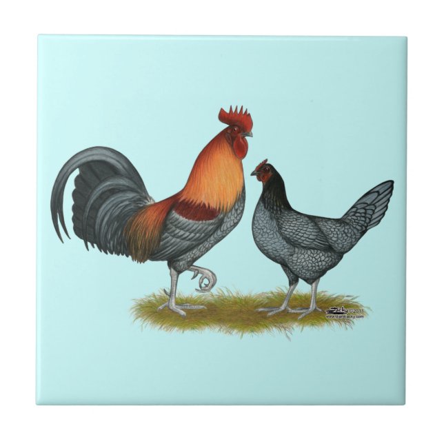 Carreau Poule bleue du Delaware (Devant)