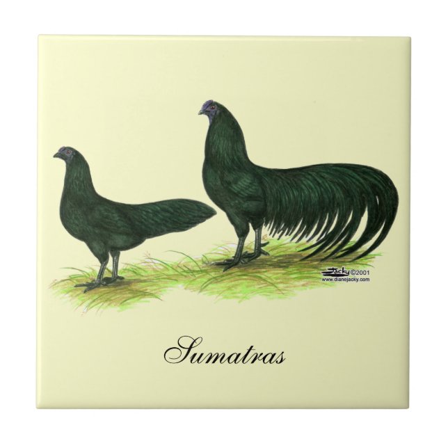 Carreau Poules Sumatra Black (Devant)