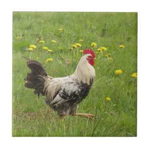 Carreau poulet, coq, animal, oiseau, ferme, agriculture,