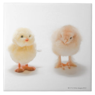 Carreau Poulet de bébé et faux poulet mécanique