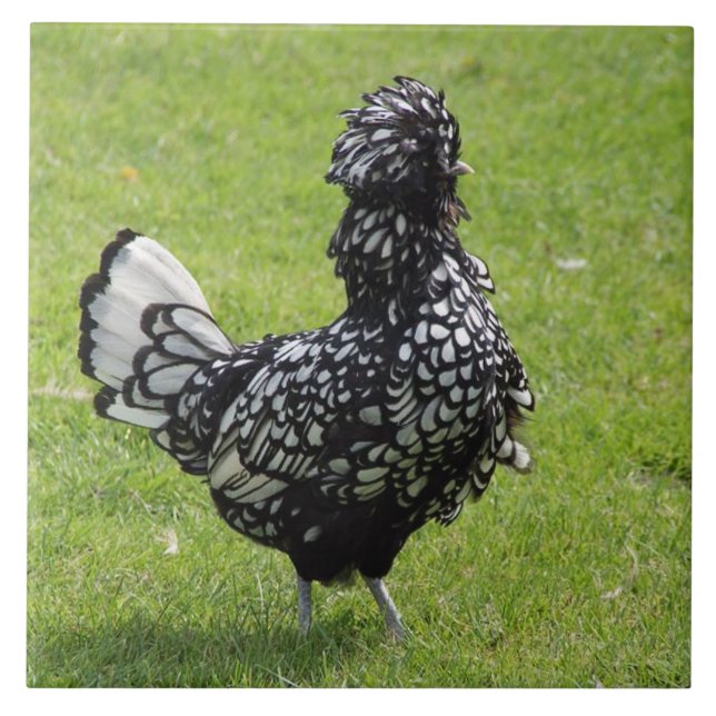 Carreau Poulet français (Devant)