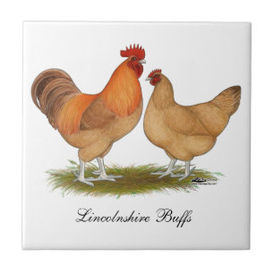 Carreau Poulets de couleur chamois du Lincolnshire