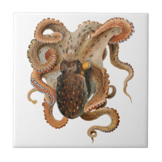 Carreau Poulpe Vulgaris, Animaux de la Vie Marine Vintage