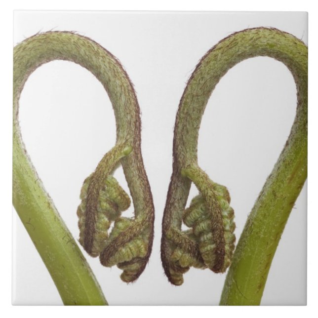 Carreau Pousses 2 de fougère (Devant)