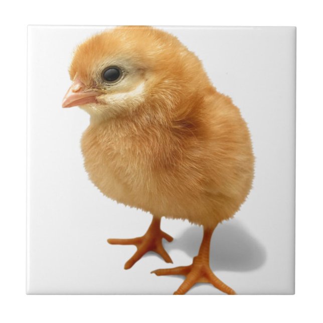 Carreau Poussin (Devant)