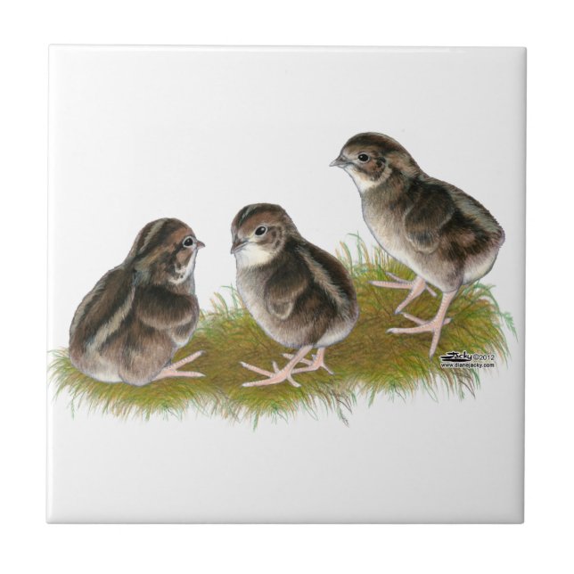 Carreau Poussins de caille Coturnix (Devant)