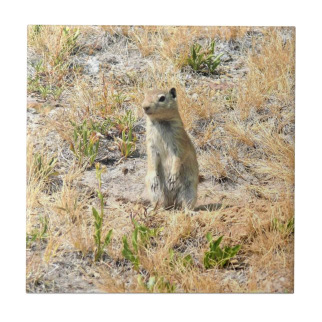Carreau Prairie Dog in Yosemite (Devant)