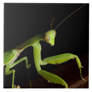 Carreau Praying mantid