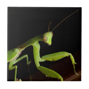 Carreau Praying mantid
