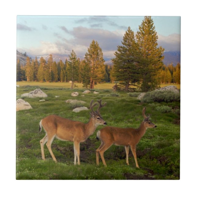 Carreau Pré de Tuolumne, Yosemite (Devant)