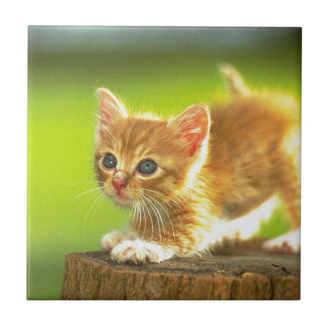 Carreau Préparez pour sauter le chaton (Devant)