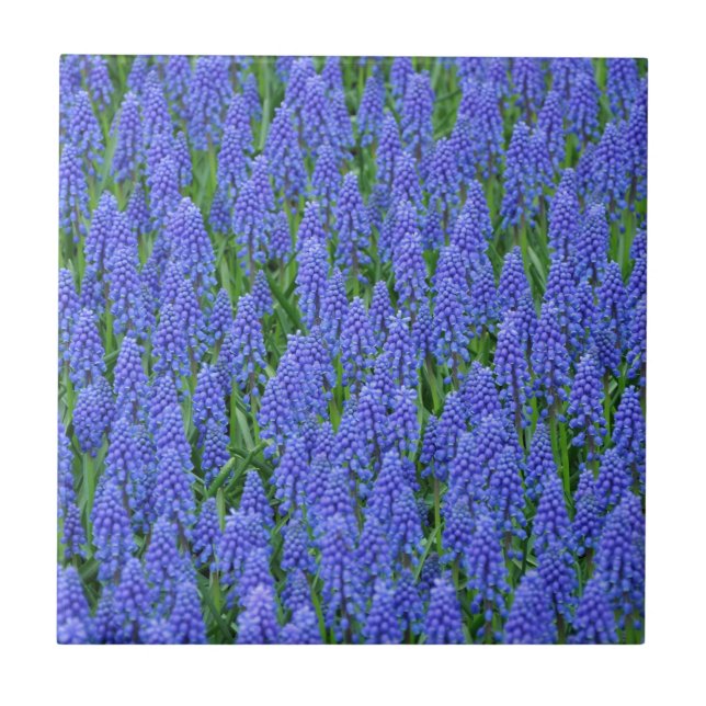 Carreau Pretty blue muscari flowers (Devant)