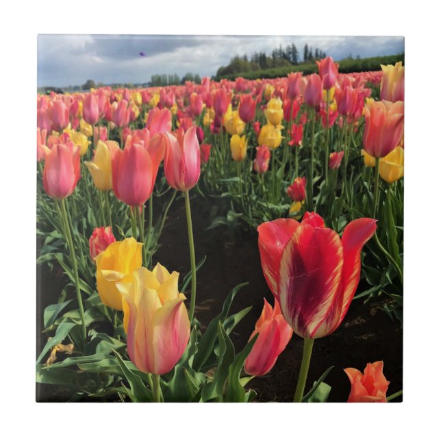Carreau Pretty Spring Tulips in a Field, Oregon (Devant)