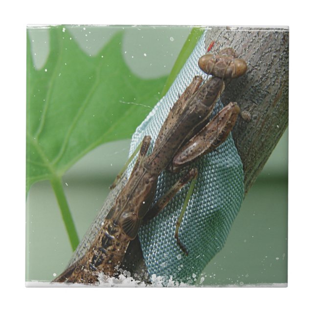 Carreau Prier Insecte Mantis (Devant)