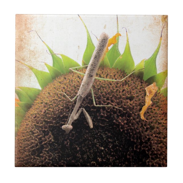 Carreau Priez Pour Le Soleil (Devant)