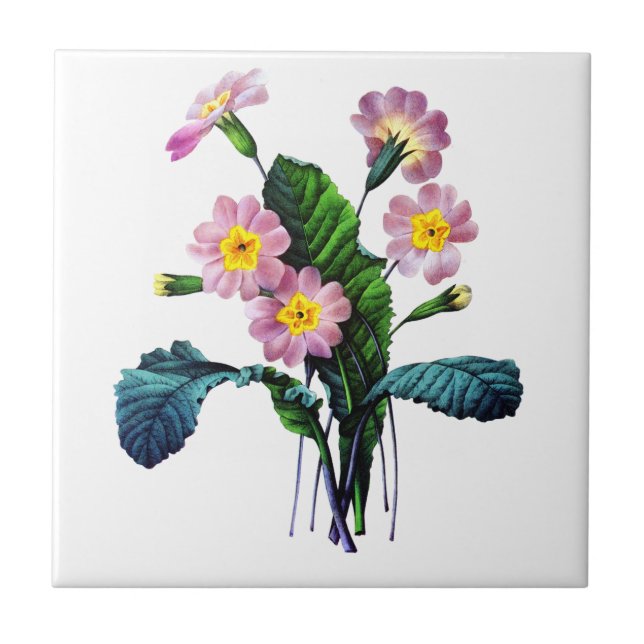 Carreau Primevere ou Primroses par Pierre Joseph Redoute (Devant)
